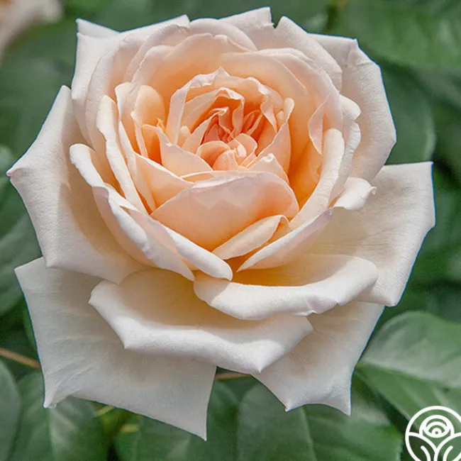 Apricots n' Cream™>Heirloom Roses Online
