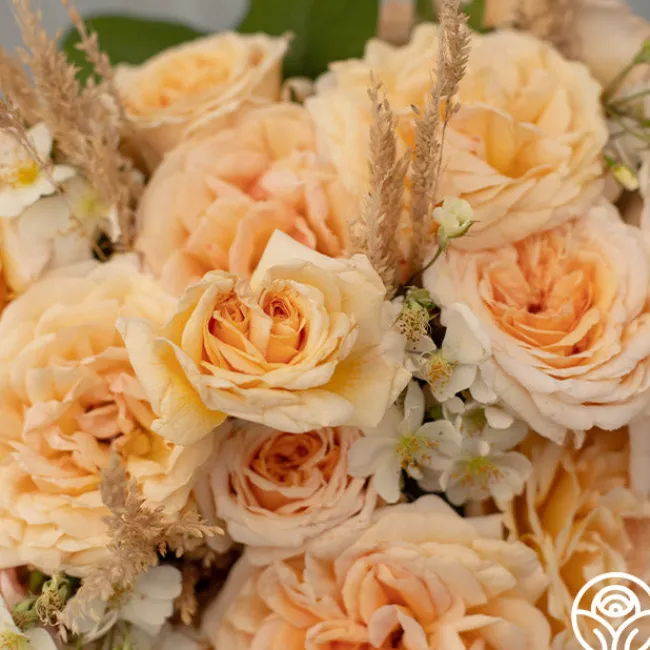 Apricots n' Cream™>Heirloom Roses Online