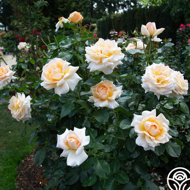 Apricots n' Cream™>Heirloom Roses Online