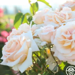 Apricots n' Cream™><noscript><img width=