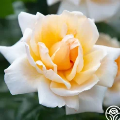 Apricots n' Cream™><noscript><img width=