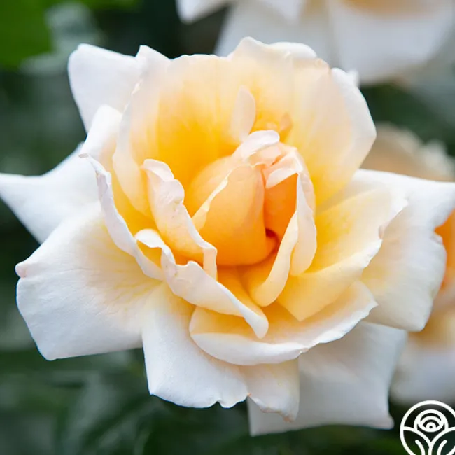 Apricots n' Cream™>Heirloom Roses Online