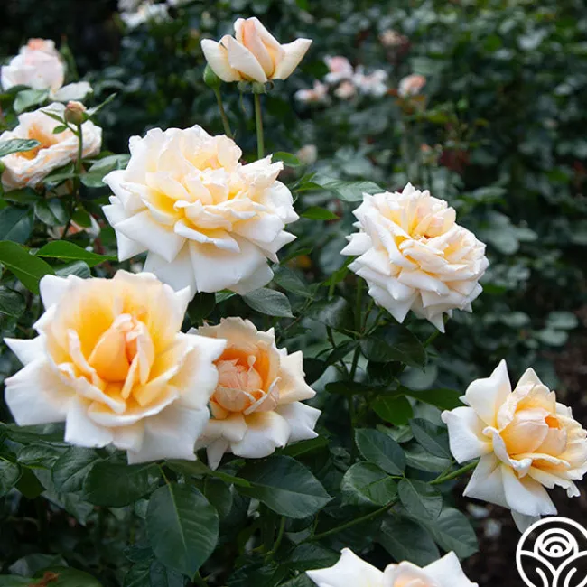 Apricots n' Cream™>Heirloom Roses Online