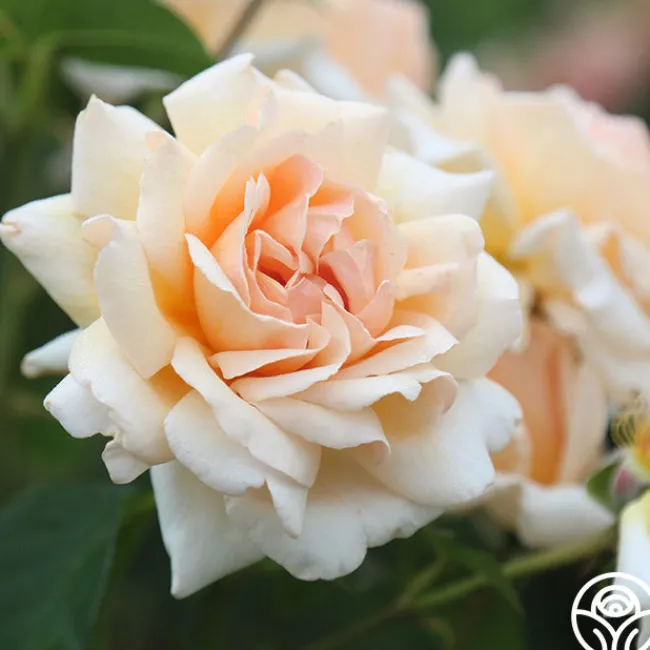 Apricots n' Cream™>Heirloom Roses Online