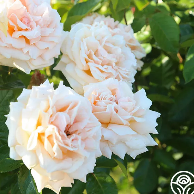 Apricots n' Cream™>Heirloom Roses Online