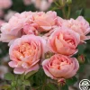 April Love™>Heirloom Roses Online
