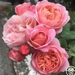 April Love™>Heirloom Roses Online