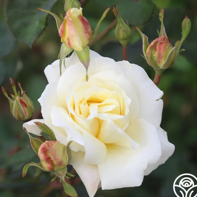 April Moon>Heirloom Roses Discount