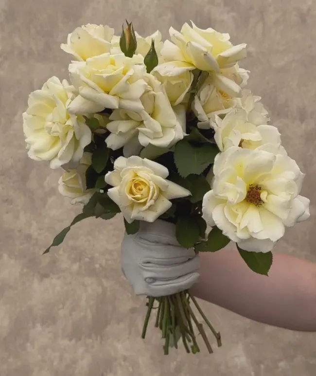 April Moon>Heirloom Roses Discount