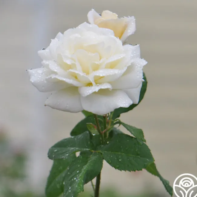 April Moon>Heirloom Roses Discount