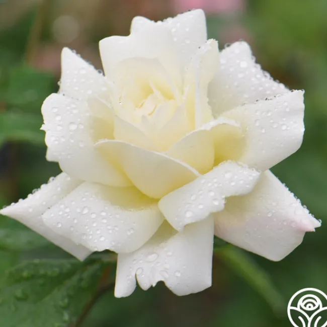 April Moon>Heirloom Roses Discount