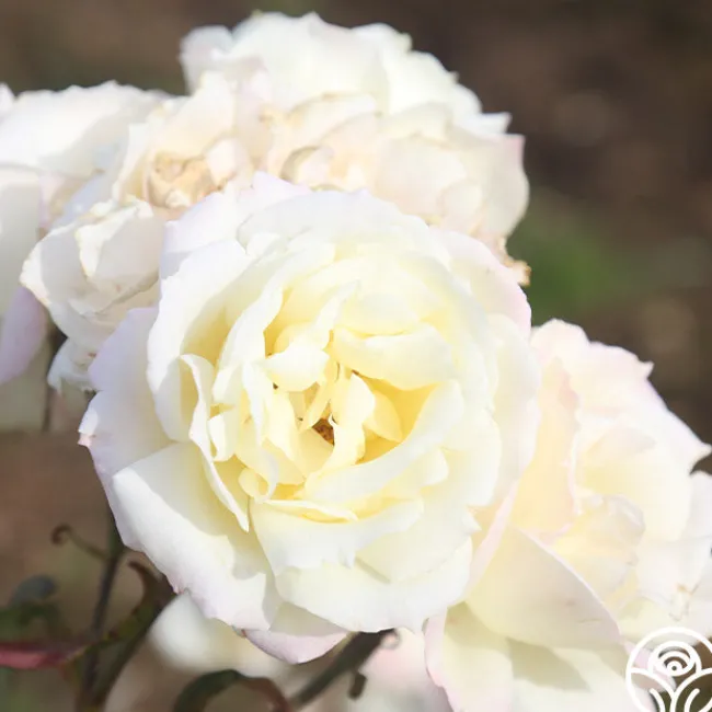 April Moon>Heirloom Roses Discount