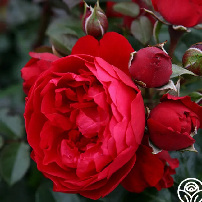 Arborose® Florentina>Heirloom Roses Clearance
