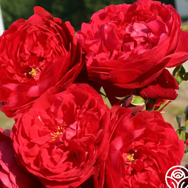 Arborose® Florentina>Heirloom Roses Clearance