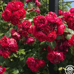Arborose® Florentina><noscript><img width=