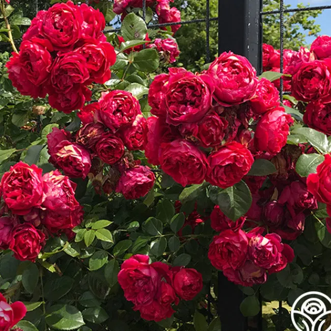 Arborose® Florentina>Heirloom Roses Clearance