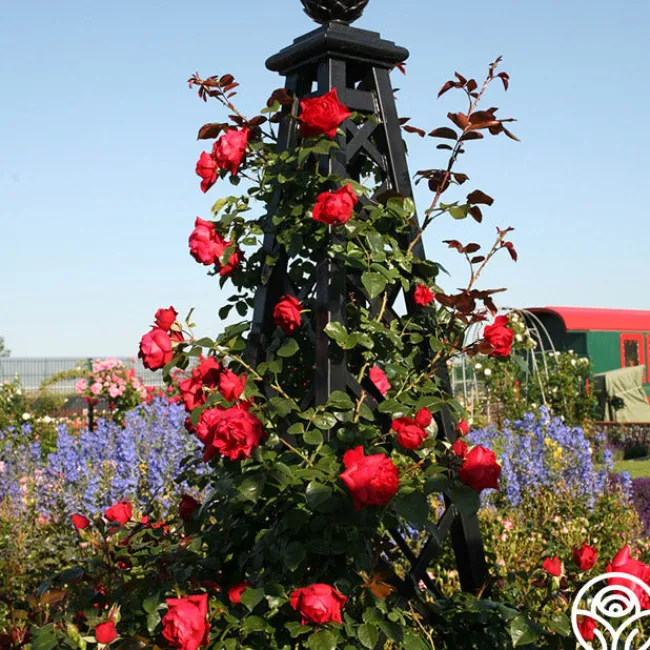 Arborose® Florentina>Heirloom Roses Clearance