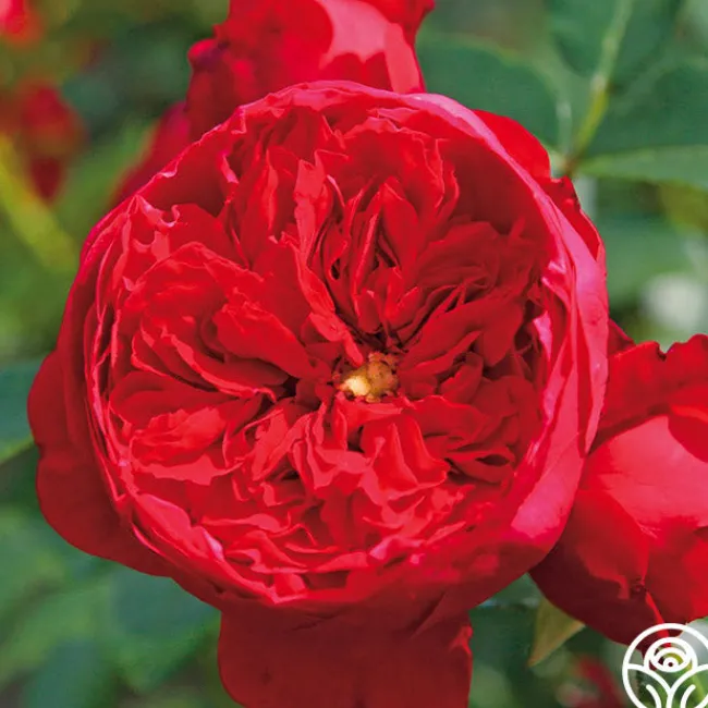 Arborose® Florentina>Heirloom Roses Clearance