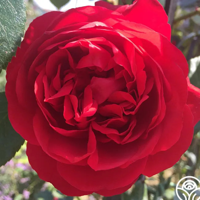 Arborose® Florentina>Heirloom Roses Clearance