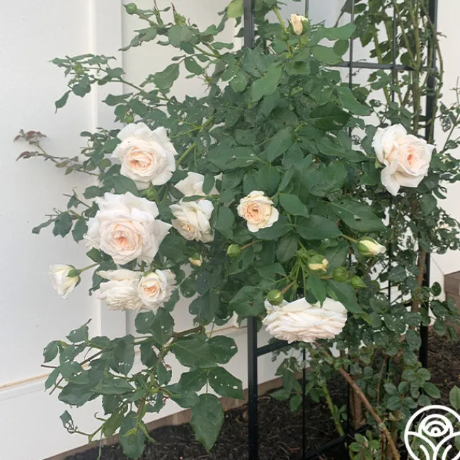 Arborose® Honeymoon>Heirloom Roses New