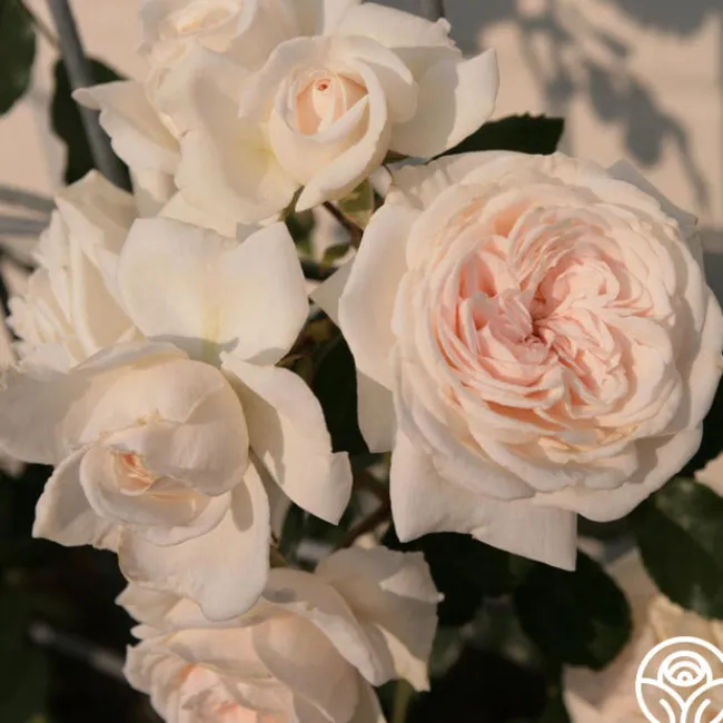 Arborose® Honeymoon>Heirloom Roses New