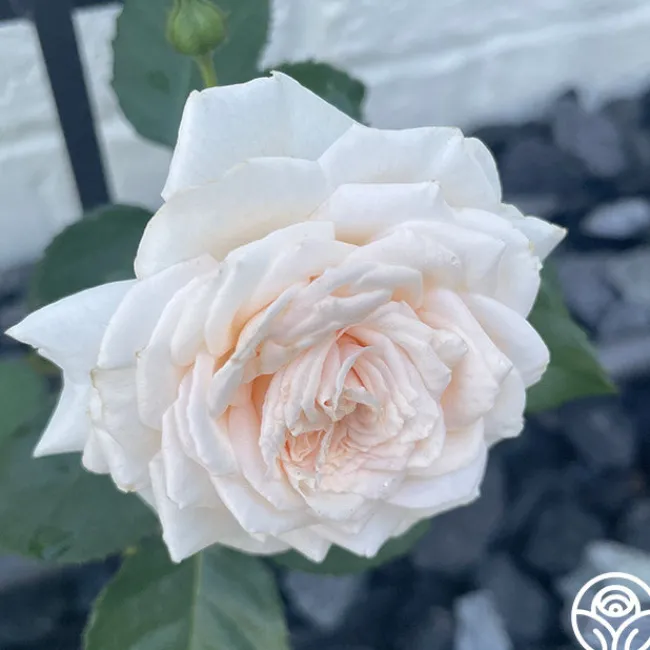 Arborose® Honeymoon>Heirloom Roses New
