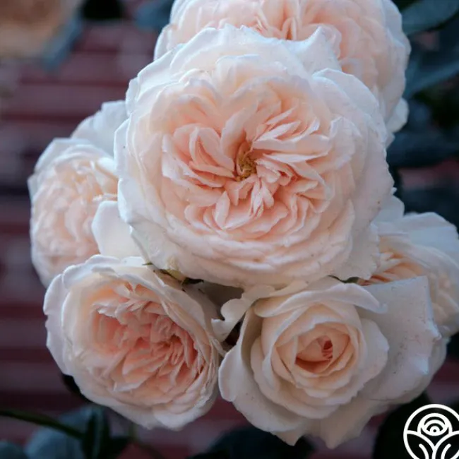 Arborose® Honeymoon>Heirloom Roses New