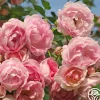 Arborose® Jasmina>Heirloom Roses Online