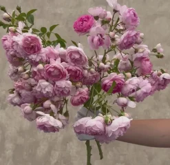 Arborose® Jasmina><noscript><img width=