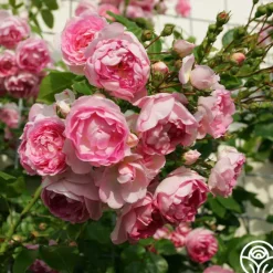 Arborose® Jasmina><noscript><img width=