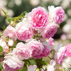 Arborose® Jasmina><noscript><img width=