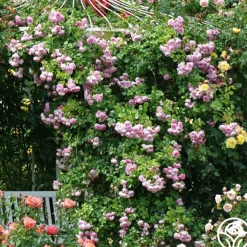 Arborose® Jasmina><noscript><img width=