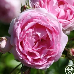 Arborose® Jasmina><noscript><img width=