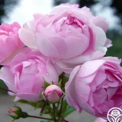 Arborose® Jasmina><noscript><img width=
