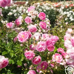 Arborose® Jasmina><noscript><img width=