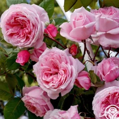 Arborose® Kiss Me Kate>Heirloom Roses Outlet