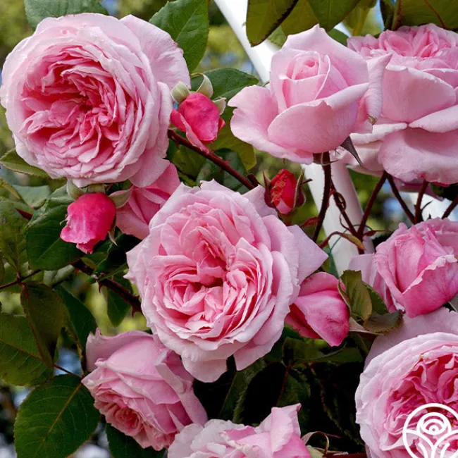 Arborose® Kiss Me Kate>Heirloom Roses Outlet