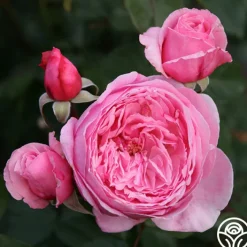 Arborose® Kiss Me Kate><noscript><img width=