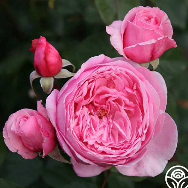 Arborose® Kiss Me Kate>Heirloom Roses Outlet