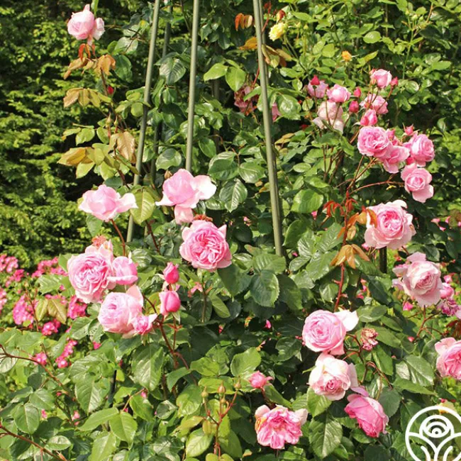 Arborose® Kiss Me Kate>Heirloom Roses Outlet