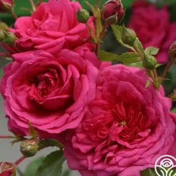 Arborose® Laguna>Heirloom Roses Hot