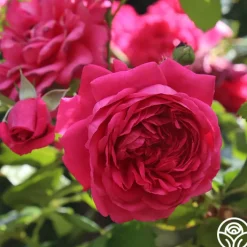 Arborose® Laguna><noscript><img width=