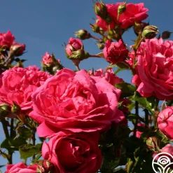 Arborose® Laguna><noscript><img width=