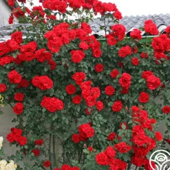 Arborose® Orange Flare™><noscript><img width=