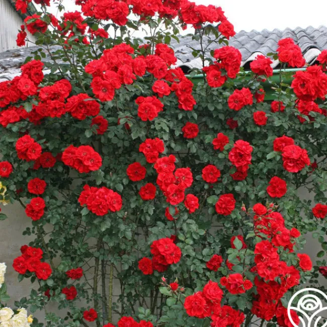 Arborose® Orange Flare™>Heirloom Roses Discount