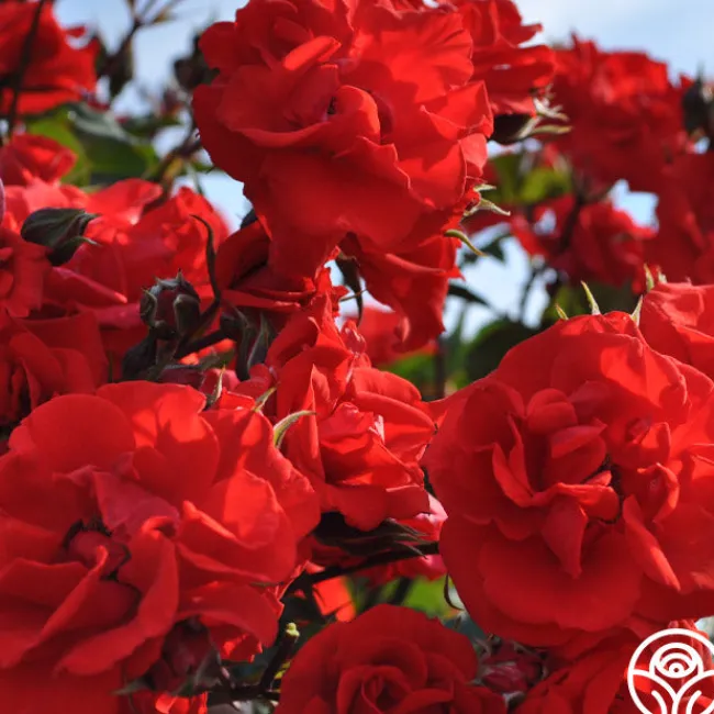 Arborose® Orange Flare™>Heirloom Roses Discount
