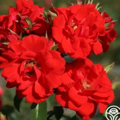 Arborose® Orange Flare™><noscript><img width=