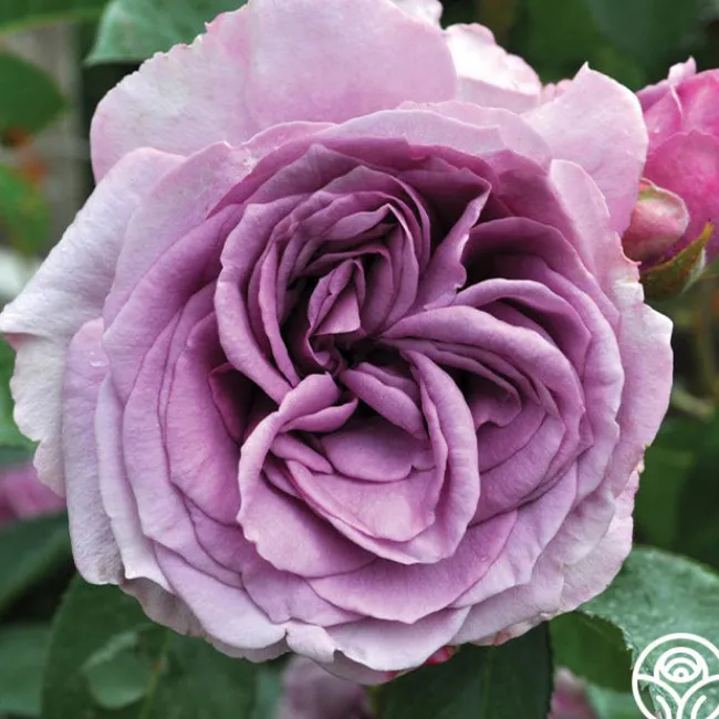 Arborose® Quicksilver>Heirloom Roses Best