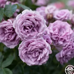 Arborose® Quicksilver><noscript><img width=