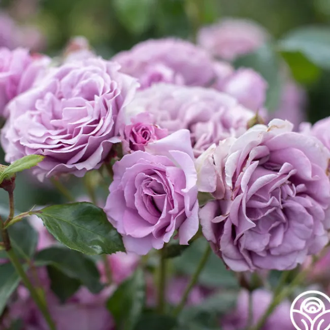 Arborose® Quicksilver>Heirloom Roses Best